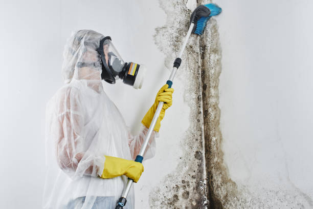 Best Black Mold Remediation in Ave Maria, FL