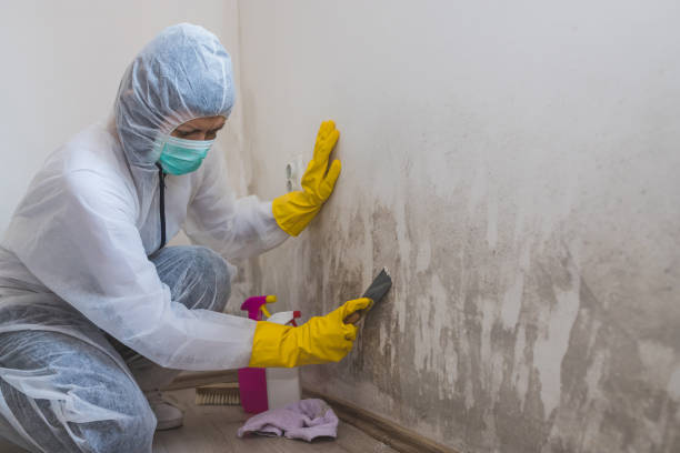 Best Bathroom Mold Remediation in Ave Maria, FL