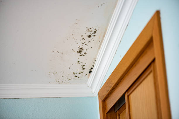 Best Attic Mold Remediation in Ave Maria, FL