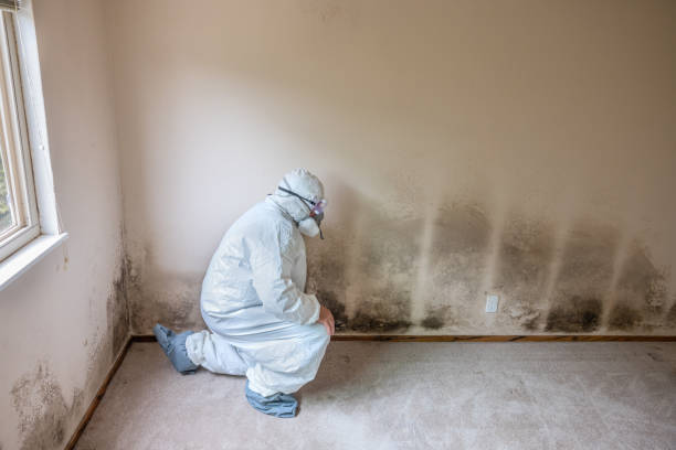 Best Attic Mold Remediation in Ave Maria, FL